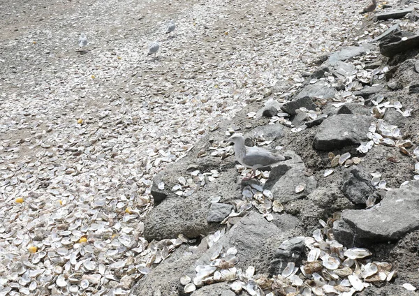 Turisták Által Észak Franciaországi Cancale Strandon Eldobott Osztrigahéj — Stock Fotó