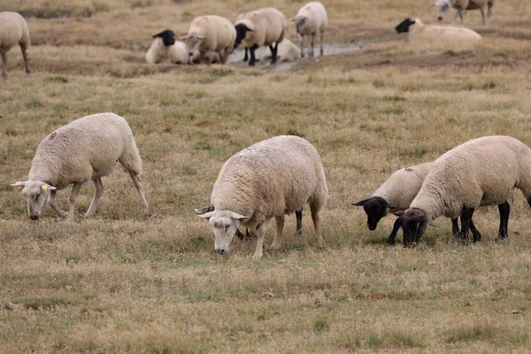 Grazing Suffolk Sheep Black Head Legs Northern Europe — Stock Photo, Image