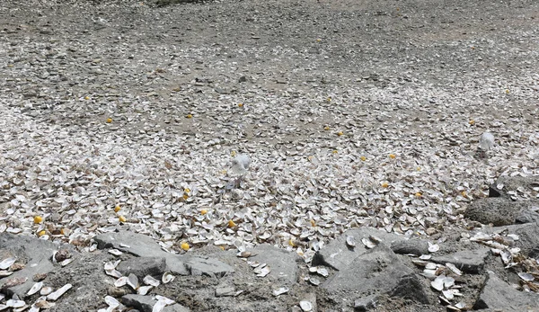 フランス北部のカンカレビーチの観光客が投げつけたカキの殻 — ストック写真