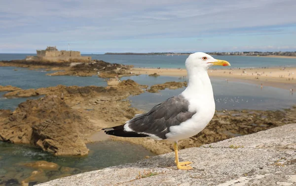 white seagull with yellow beak that controls the islands on the sea from above