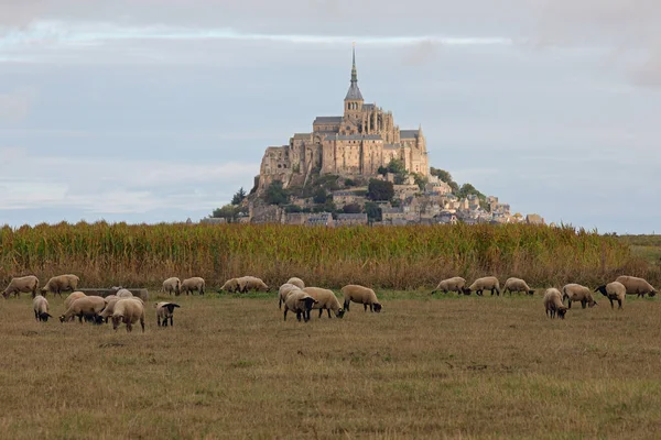 Задньому Плані Франції Засипають Вівці Чорною Головою Абатством Монте Мішель — стокове фото