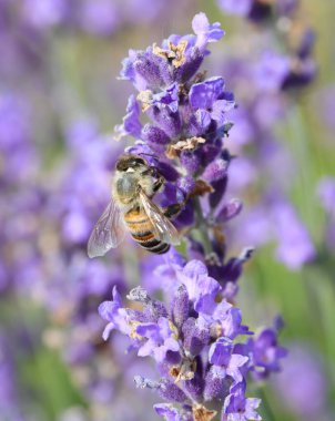 bee while sucking nectar from lavender flower in the field in summer