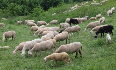 flock with many white shorn sheep grazing in the mountains in summer