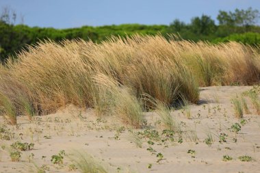 Kum tepecikleri ve çalılarla kaplı çöl manzarası sıcaktan solmuş.