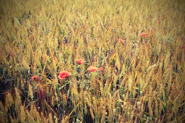 Big Red Poppy Ripe Yellow Ears Wheat Field — Stockfoto