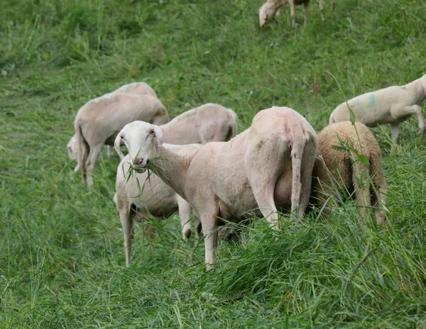 Flock Many White Sheep Already Shorn Production Wool Grazing Mountains — Stock Photo, Image