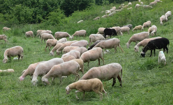 flock with many white shorn sheep grazing in the mountains in summer
