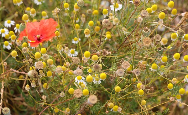 Big Red Poppy White Chamomile Flowers Meadow Summer — Stock Photo, Image