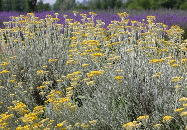 Yellow Flowers Helichrysum Plant Cultivated Field Summer — Stockfoto