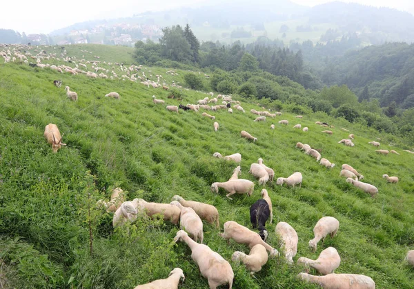 Gregge Con Molte Pecore Bianche Già Tosate Produzione Lana Pascolo — Foto Stock