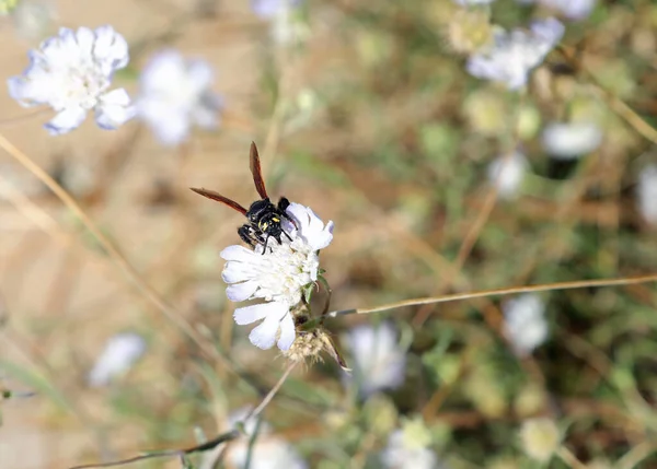 Gevaarlijke Mammoet Achtige Wespen Zuigen Nectar Uit Bloem — Stockfoto