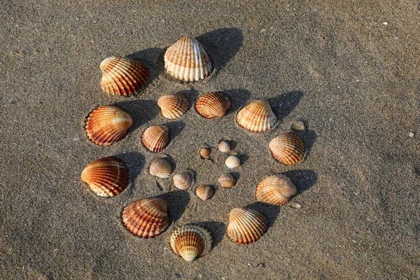 Conchas Vários Tamanhos Areia Praia Tropical Verão — Fotografia de Stock