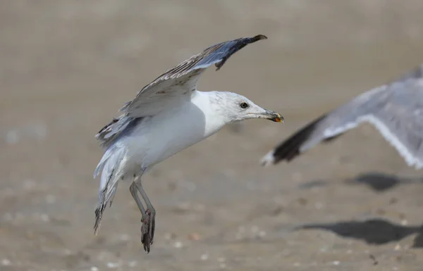 Zeemeeuw Met Uitgespreide Vleugels Als Het Landt Het Zand Van — Stockfoto