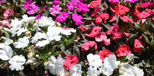 Háttér Virágok Úgynevezett Türelmetlen Walleriana Nyáron — Stock Fotó