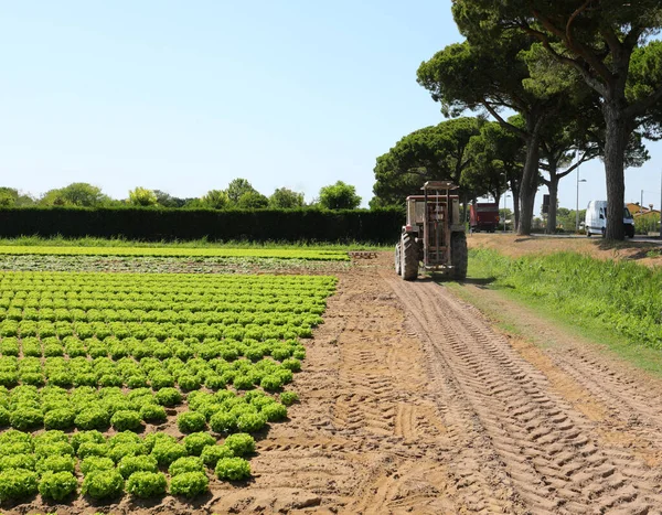 Trattore Ruote Larghe Sul Terreno Coltivato Semina Raccolta Della Lattuga — Foto Stock