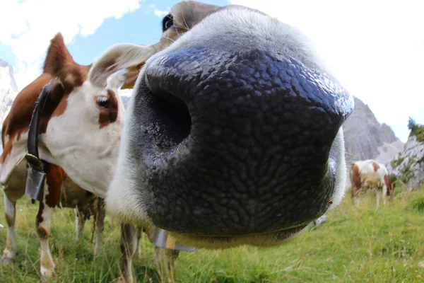 Vaca Fotografiada Con Lente Ojo Pez Muy Cerca — Foto de Stock