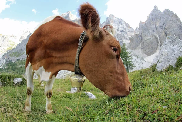 Cow Photographed Fisheye Lens Very Close — Stock Photo, Image