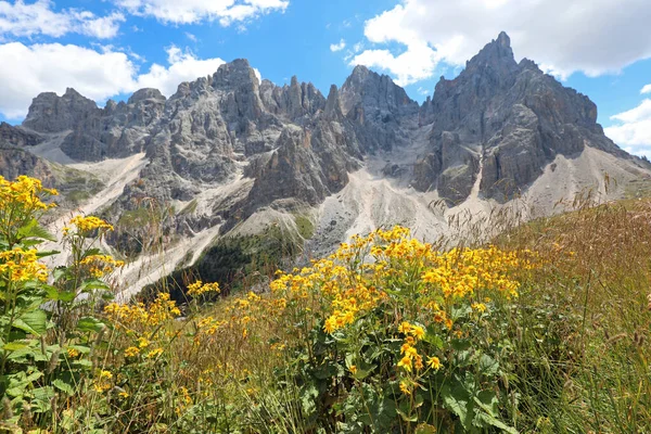 Gelbe Blüten Der Arnica Montana Und Der Berge Der Dolomiten — Stockfoto