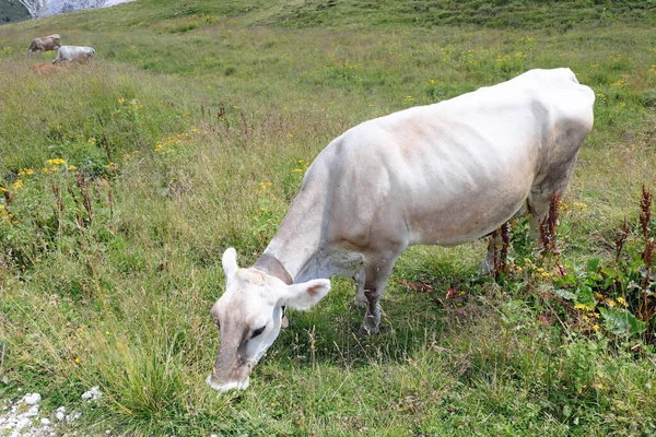 Vaca Blanca Roza Hierba Del Prado Las Montañas Verano —  Fotos de Stock
