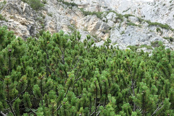 Green Mountain Pine Tree Typical Vegetation Italian Alps High Altitudes — Stock Photo, Image