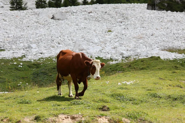 Vaca Marrom Enquanto Pastando Grama Verde Nos Prados Montanha Alta — Fotografia de Stock