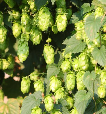 Berwing endüstrisinde kullanmak ve bira yapmak için bitkinin üzerinde olgunlaşmış zıplama çiçekleri