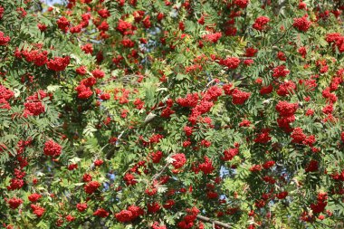 Olgun kırmızı meyveli ağaç Sorbus aucuparia ya da yazın genellikle Rowan denir.