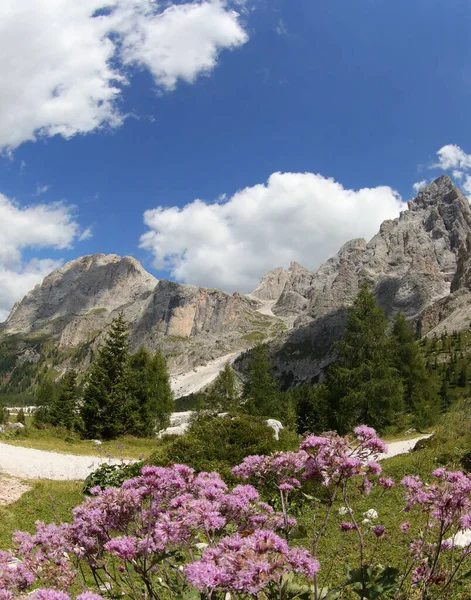 Flora Alpes Europeus Flores Chamadas Adenostyles Alliaria Itália — Fotografia de Stock