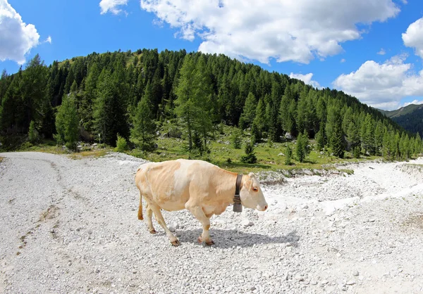 Brown Cow Grazing Mountain Summer Rocks — Stock Photo, Image