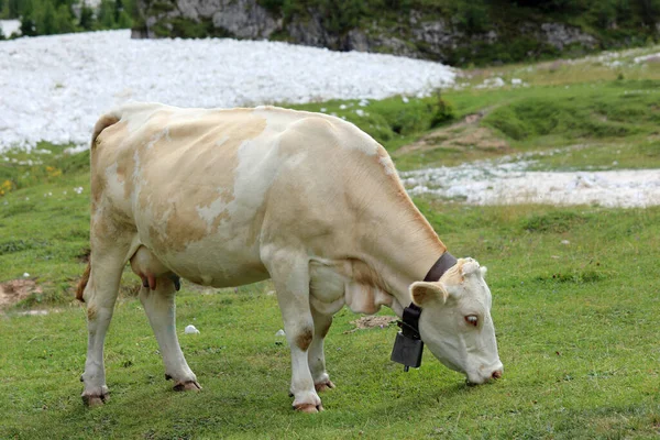 Vaca Blanca Mientras Pastando Hierba Valle Las Montañas Verano —  Fotos de Stock