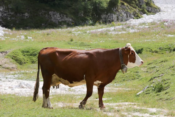 Vaca Marrón Mientras Pastorea Hierba Verde Los Prados Alta Montaña —  Fotos de Stock