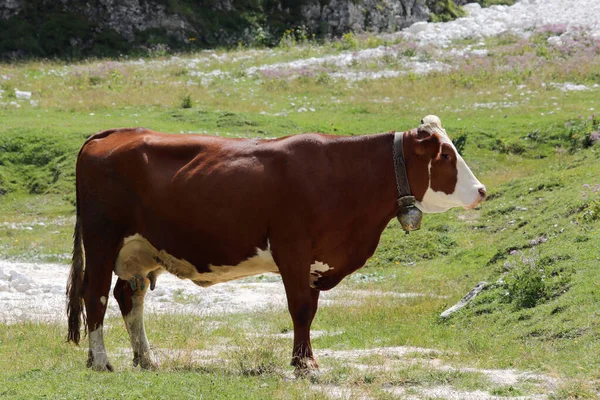 Καφέ Αγελάδα Ενώ Βόσκουν Πράσινο Γρασίδι Στα Ψηλά Ορεινά Λιβάδια — Φωτογραφία Αρχείου