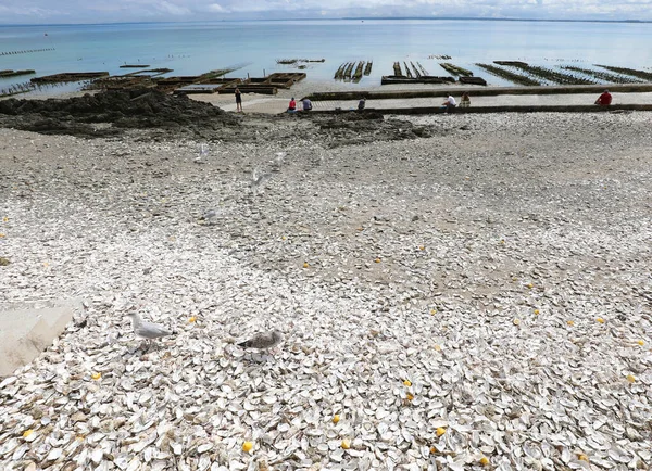 Раковины Устриц Брошенные Туристами Пляже Канкале Севере Франции — стоковое фото