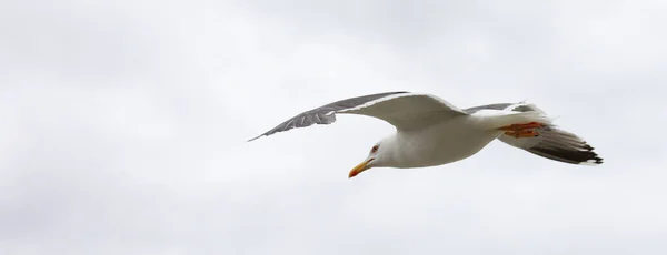 White Seagull Yellow Beak Flying Free White Sky Spread Wings — Stock Photo, Image