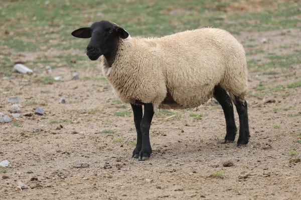 Ovejas Suffolk Con Cabeza Las Piernas Negras Europa — Foto de Stock