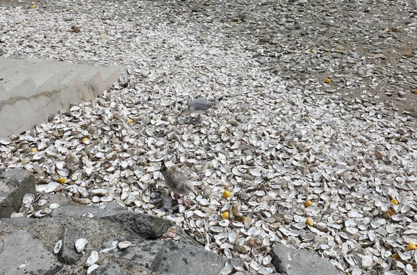 Sirályok Kagylókat Keresnek Turisták Által Észak Franciaországi Cancale Falu Strandján — Stock Fotó