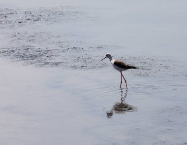 İtalya 'nın kuş şövalyesi gölün sularında uzun ve ince pençeleri var.