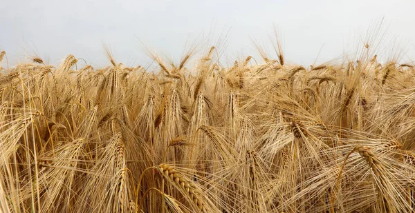 Yellow Background Golden Wheat Ears Wheat Ripened Harvest Summer — Zdjęcie stockowe