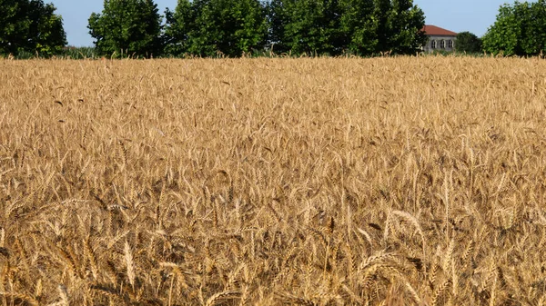 Ears Organic Wheat Grown Use Chemical Pesticides Almost Ready Harvest — ストック写真
