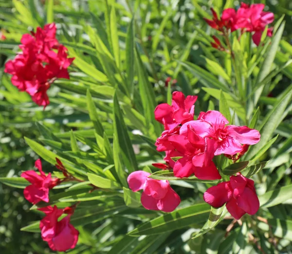 Flores Oleandro Planta Floração Típica Área Mediterrânica Que Floresce Verão — Fotografia de Stock