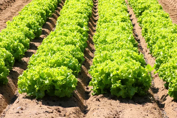 Green Head Fresh Lettuce Grown Cultivated Field Summer —  Fotos de Stock