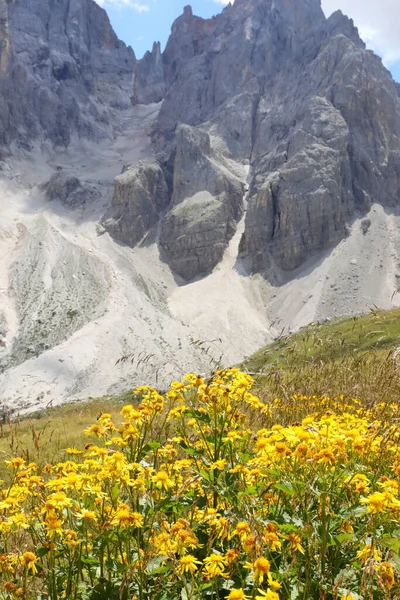 Žluté Květy Arnica Montana Hory Dolomity Alpách Itálii Létě — Stock fotografie