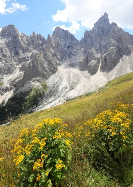 Yellow flowers of Arnica Montana and the mountains of the Dolomites in the Alps in Italy in summer