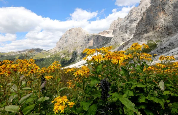 Flor Amarilla Montaña Arnica Los Alpes Italianos Fondo Verano Sin — Foto de Stock