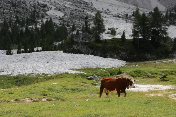 牧草地で放牧牛の放牧山の草を無料で放牧 — ストック写真