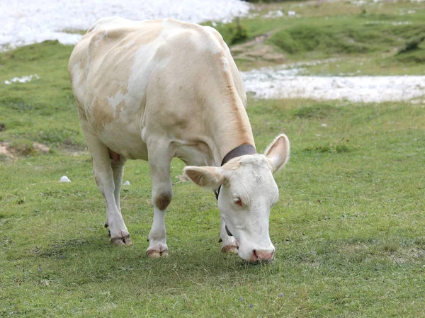 Vaca Blanca Mientras Pastando Hierba Valle Las Montañas Verano —  Fotos de Stock