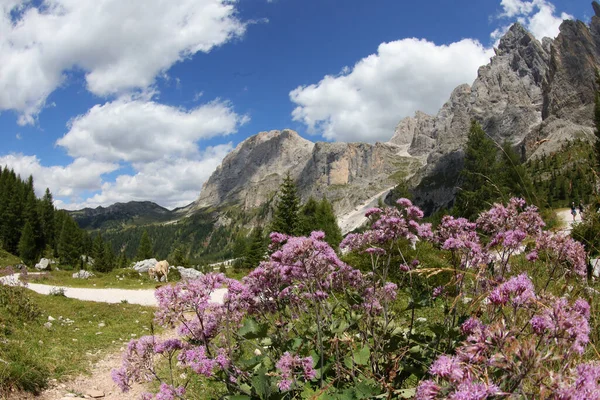 Flora Los Alpes Europeos Flores Llamadas Adenostyles Alliaria Italia — Foto de Stock