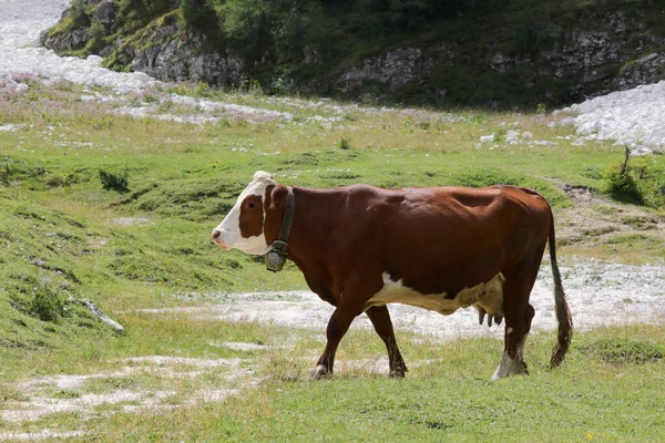 Vaca Marrón Mientras Pastorea Hierba Verde Los Prados Alta Montaña —  Fotos de Stock