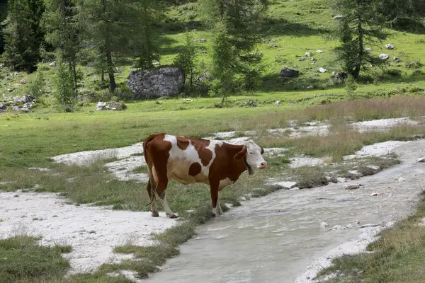 Cow Grazing While Drinking Mountain Stream — Stock Photo, Image