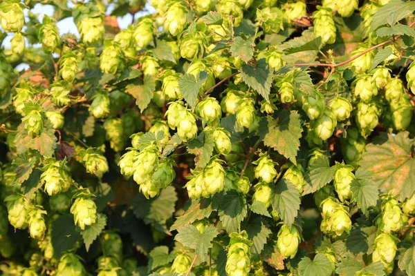 Ripe Hop Flowers Plant Use Berwing Industry Making Beer — Stock Photo, Image